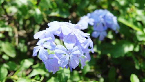 Close-up of purple flowers growing outdoors