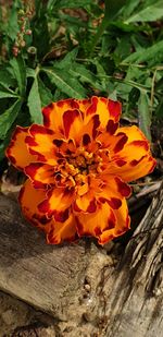 Close-up of orange flowering plant