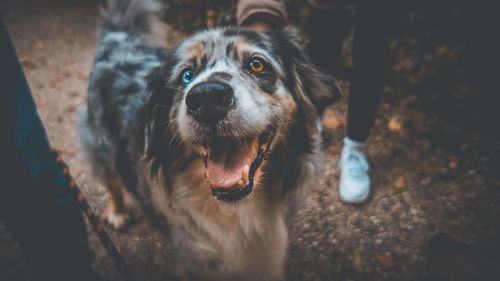 Close-up portrait of dog