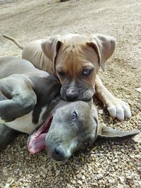 Close-up of dog relaxing outdoors