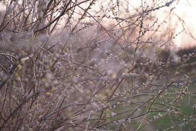 Close-up of fresh flowers on tree