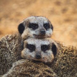 A pair of meerkats