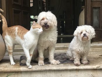 Portrait of dogs and cat