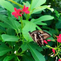 Close-up of butterfly pollinating on flower