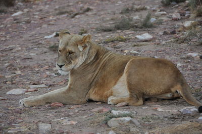 Full length of a cat lying on land