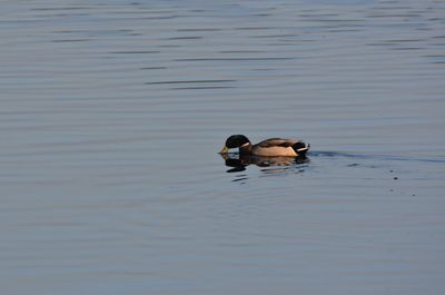 High angle view of ducks swimming on lake