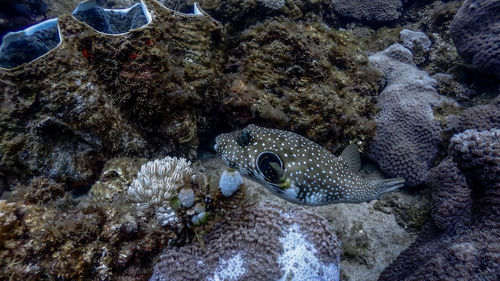 Fish swimming in sea