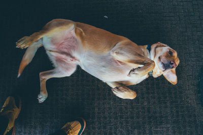 High angle view of dog sleeping on carpet