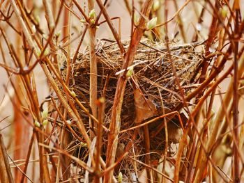 Close-up of dry plants