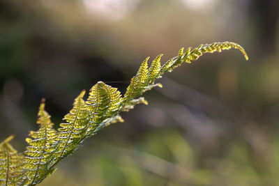 Close-up of plant