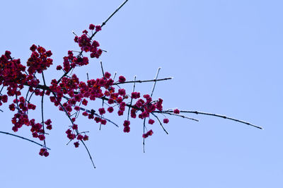 Low angle view of red tree against clear sky