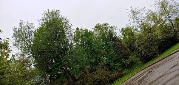 Low angle view of trees against sky