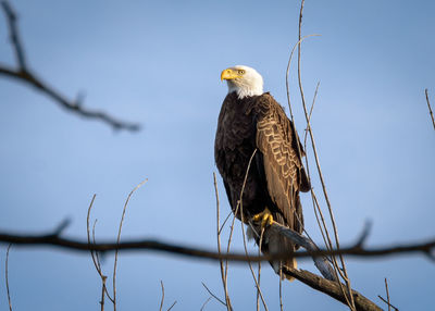 Close-up of owl perching on branch against sky