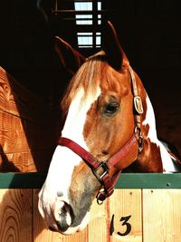 Close-up of horse in stable