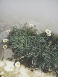 High angle view of flowers blooming outdoors