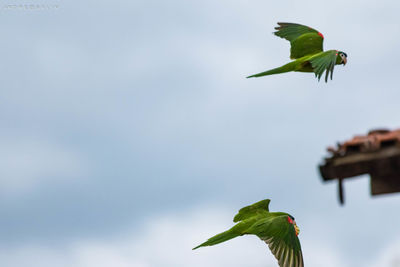 Low angle view of bird flying in sky