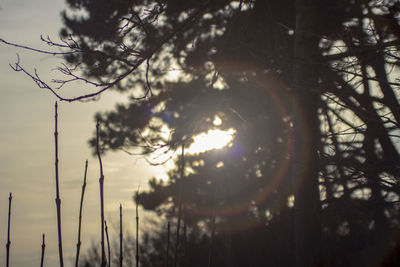 Low angle view of sunlight streaming through silhouette trees