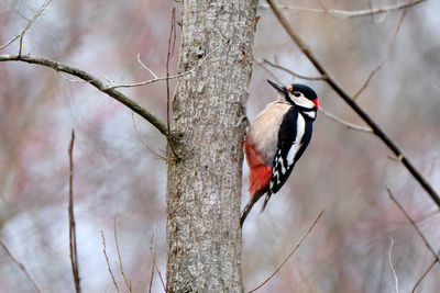 Bird perching on a tree