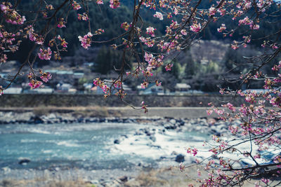 Kawazu cherry blossoms blooming in early spring in toyamago, nagano, japan.