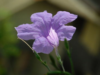 Close-up of purple flowering plant