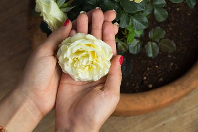 Cropped hands of woman holding yellow flower at table