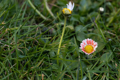 Close-up of flowering plant on field