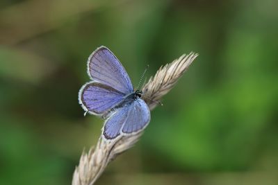 Close-up of butterfly on purple flower