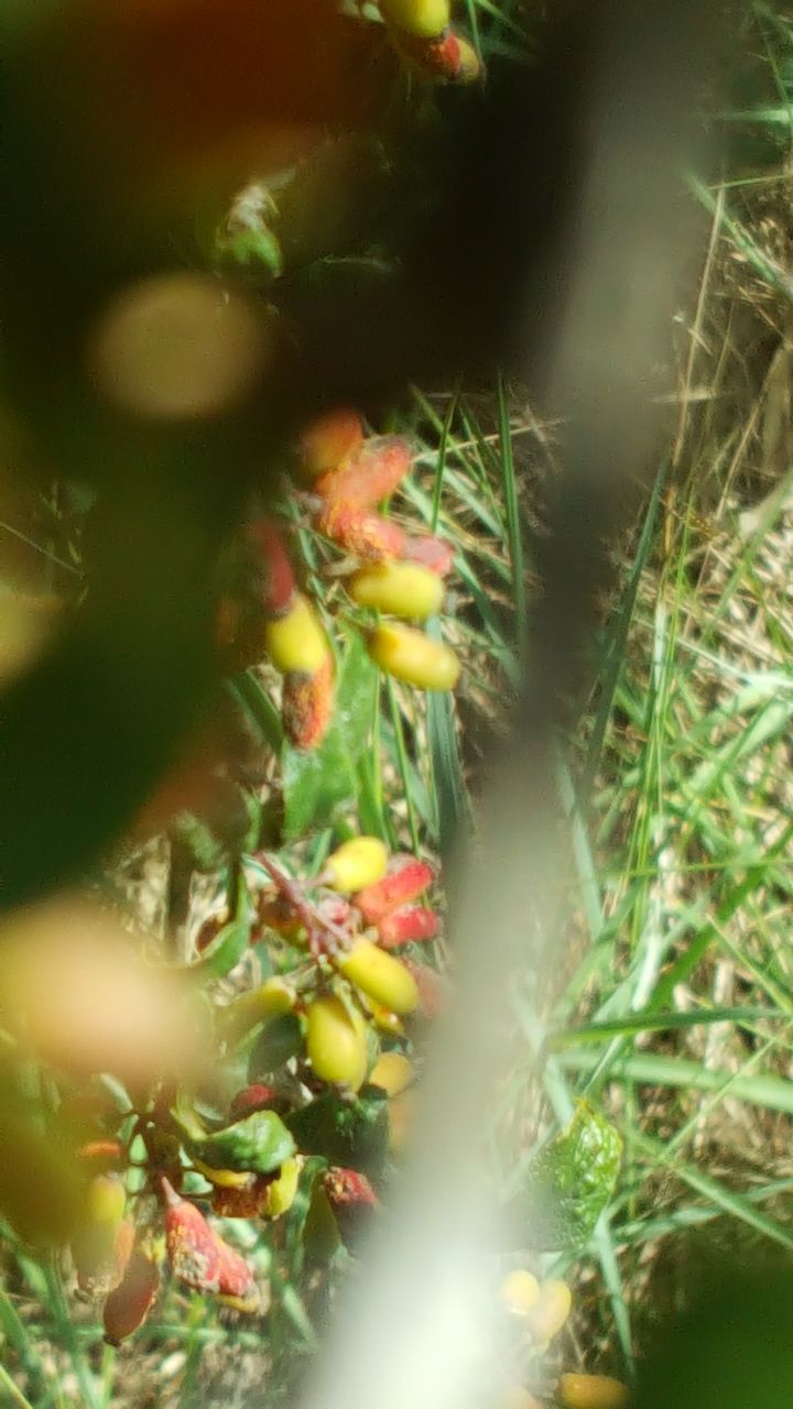 CLOSE-UP OF FLOWERING PLANT IN FIELD