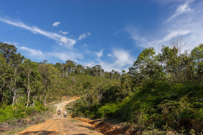 Road to rain forest