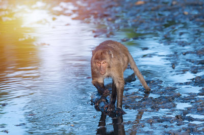 Horse standing in lake