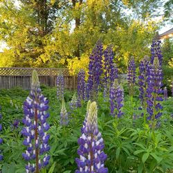 Close-up of purple flowering plants on field