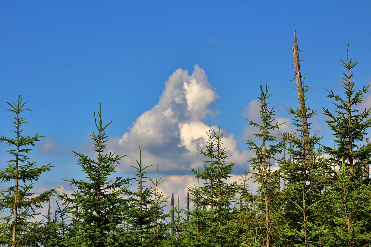 sky, plant, tree, nature, cloud, blue, grass, meadow, no people, beauty in nature, growth, pine tree, environment, coniferous tree, land, pinaceae, low angle view, forest, day, outdoors, sunlight, flower, scenics - nature, non-urban scene, prairie, green, pine woodland, leaf, natural environment, clear sky, tranquility, landscape
