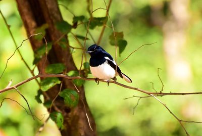 Bird perching on branch