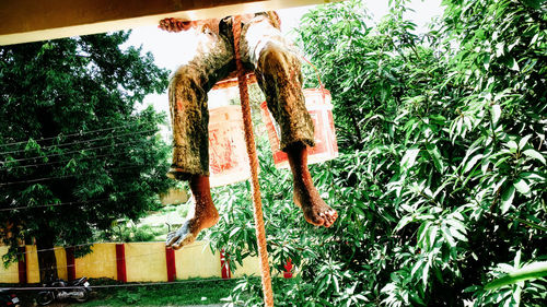 Low angle view of plants hanging on tree