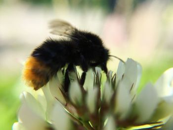 Close-up of insect on flower