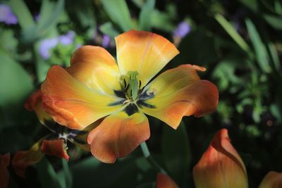 Close-up of orange flowering plant