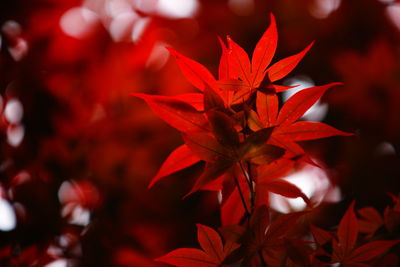 Close-up of red maple leaves