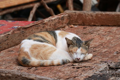 Cat sleeping