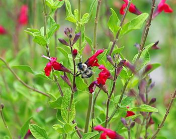 Close-up of insect on red plant