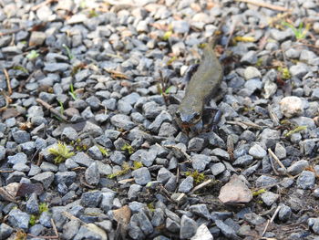 High angle view of lizard on pebbles