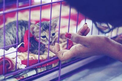 Close-up of hand feeding cat in cage