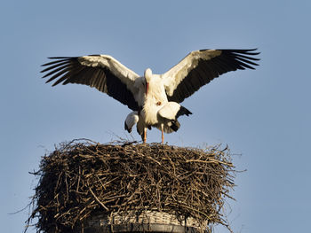 Low angle view of  stork mating