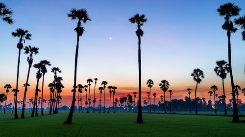 Silhouette palm trees against sky during sunset