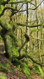 Trees in forest