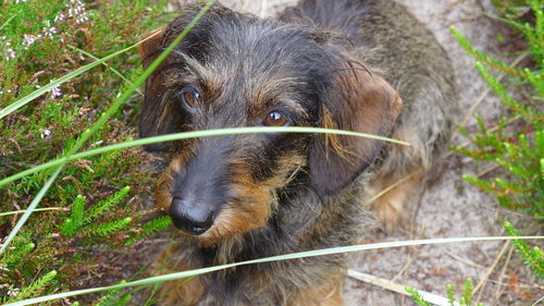 Close-up of dog