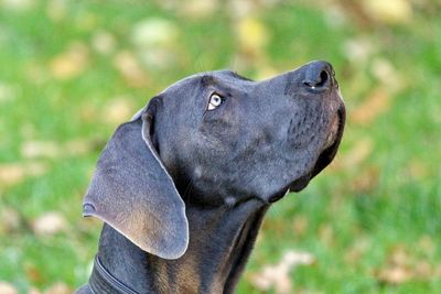 Close-up of dog on field