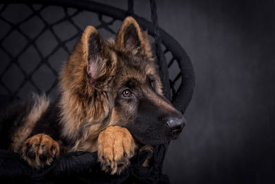 Portrait of the german shepherd long hair dog