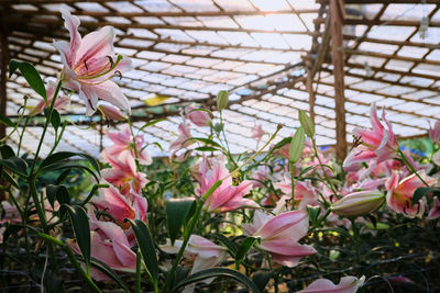 Close-up of pink flowering plants