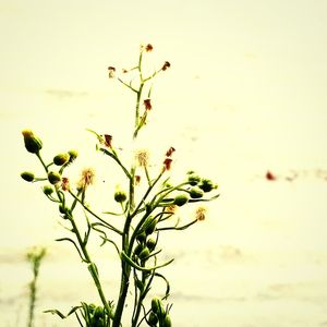 Close-up of plant against sky