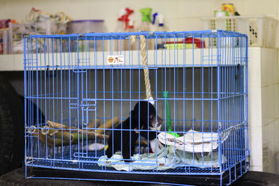 Baby sun bear the smallest bear species in the world during treatment at the wildlife rescue center